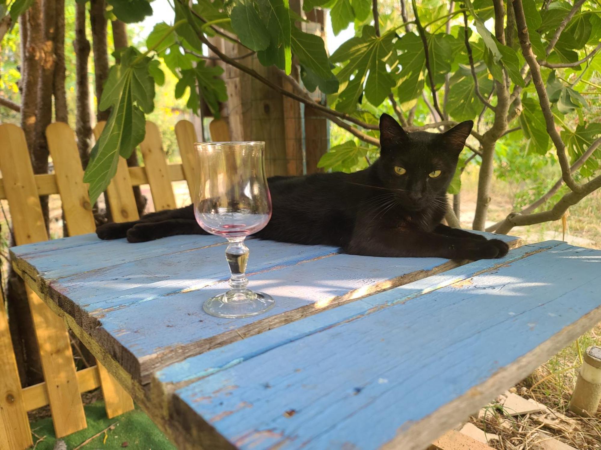 Bel Hotel Restaurant La Gentilhommiere Trèbes Zewnętrze zdjęcie